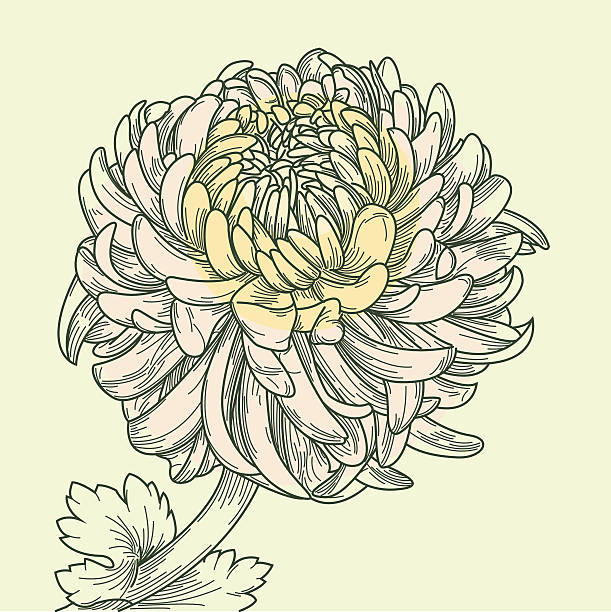 illustrazioni stock, clip art, cartoni animati e icone di tendenza di cinese crisantemo - single flower chrysanthemum design plant