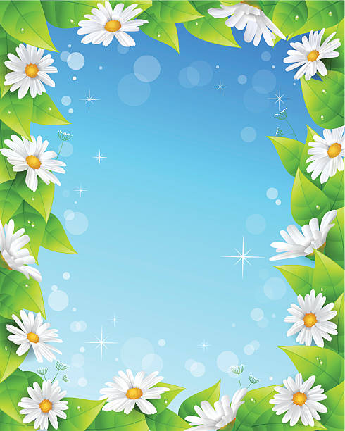 꽃 및 잎 프페임 - chammomile stock illustrations
