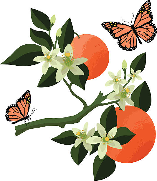 illustrazioni stock, clip art, cartoni animati e icone di tendenza di arancio fiori e farfalle monarca - orange blossom monarch butterfly stem