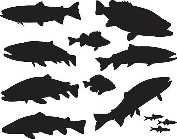 illustrazioni stock, clip art, cartoni animati e icone di tendenza di grande pesce set di una silhouette sportiva - trout