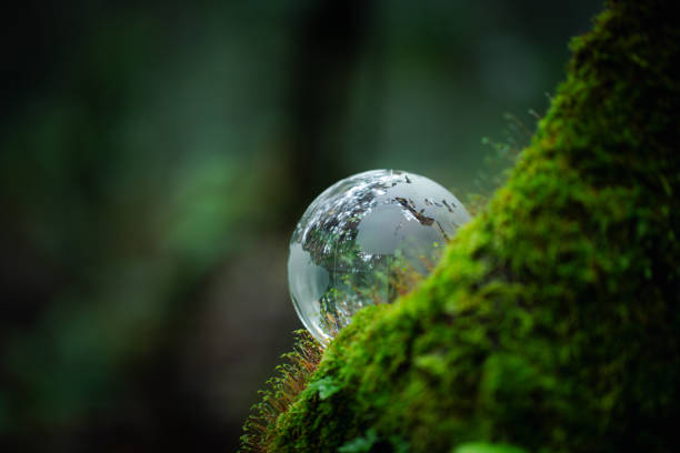 istock Environment. Glass globe on grass moss in forest, Green planet with abstract defocused bokeh lights, Environmental conservation concept. Elements of this image furnished by NASA 1660558559