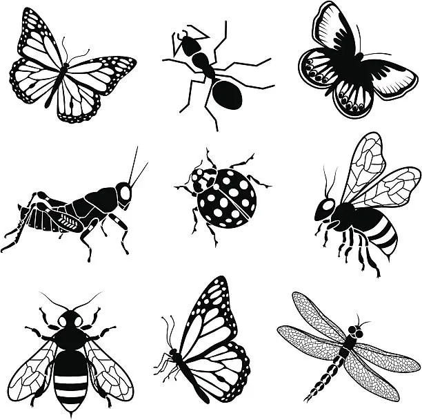 Vector illustration of North American insects