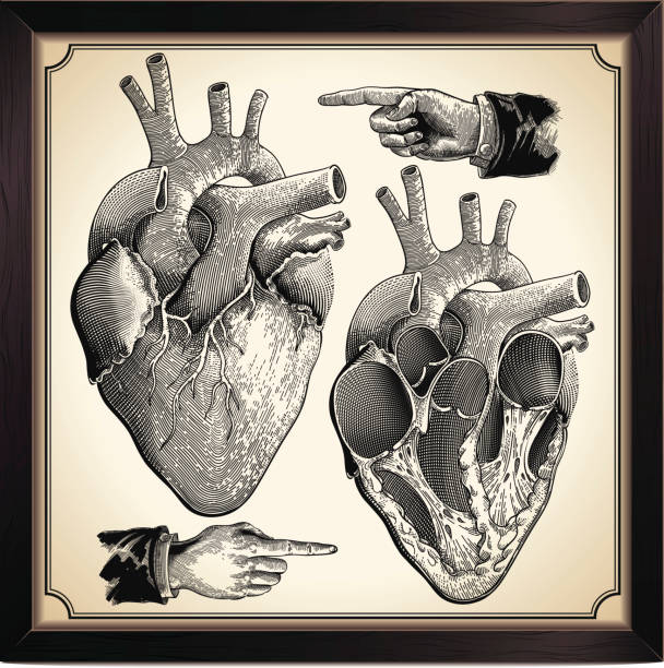 lidské srdce - biomedicínská ilustrace stock ilustrace