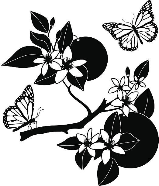 orange blossoms and monarch butterflies A vector illustration of orange blossoms and monarch butterflies fruit silhouettes stock illustrations