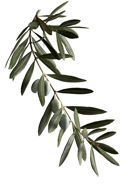a dark green olive branch on a white background  - olijfblad stockfoto's en -beelden