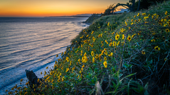 Yellow Daisies on Cliff with Beach Sunset. Purple water and orange sunset.