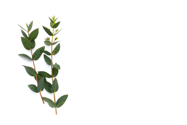 istock Green leaves of eucalyptus on white 1660566811