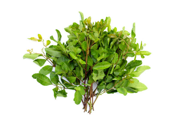 istock Brazilian peppertree leaves on white background. 1660568103