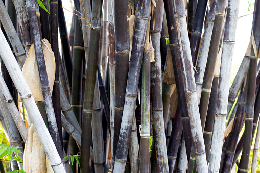 Black bamboo plant in the garden