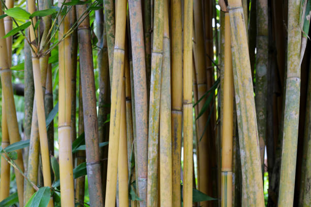 istock Yellow bamboo tree in the garden 1660569365