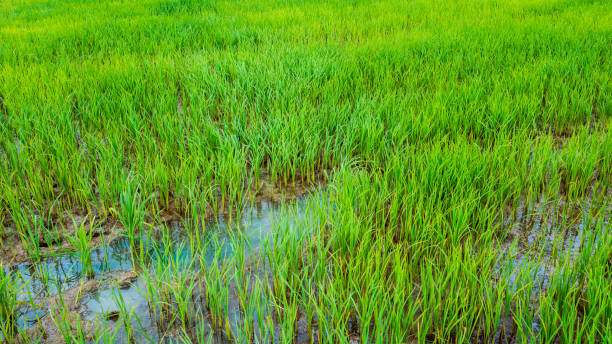 istock Green rice field with beautiful background in morning sunlight. 1660570967