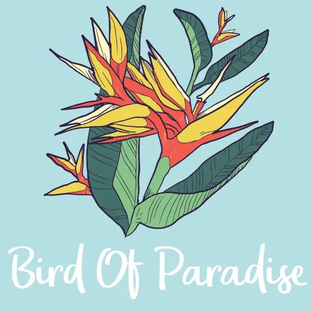 Vector illustration of Bird Of Paradise Flower Illustration