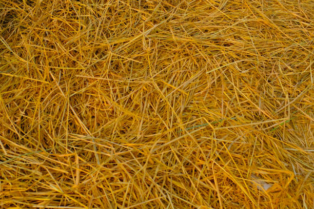 Texture and Background Photography. Photo of scattered straw texture. A pile of hay was piled up and placed on the side of the road. Bandung - Indonesia
