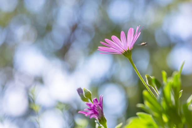 Purple flowers Cape daisies isolated on white background, full frame horizontal composition with copy space