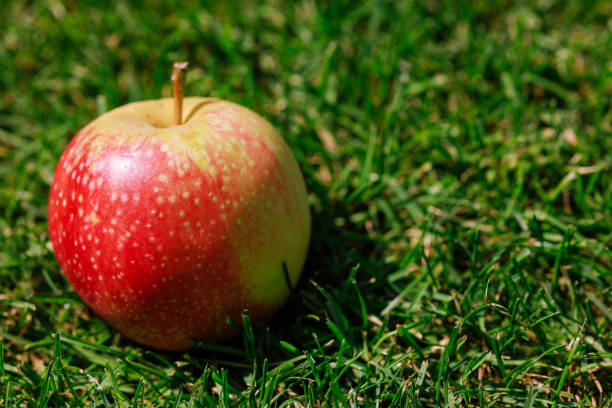 ripe apple on green grass