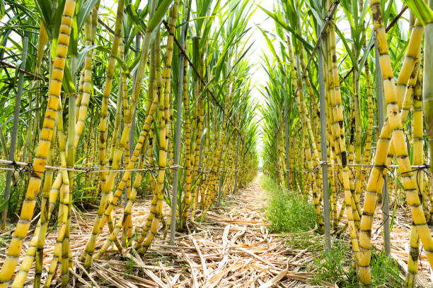 istock The Sugarcane growing on the farmland. 1660573760