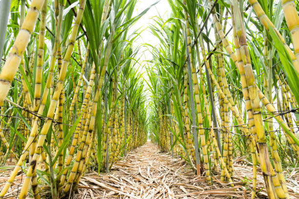 istock The Sugarcane growing on the farmland.ch 1660573769