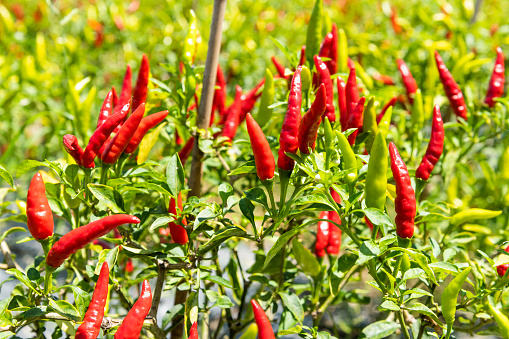 Peppers on the Field in rows With Green Leaves