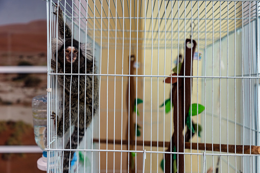 Marmoset pygmy monkey Imprisoned in a cage turned to look pitifully at the camera. It is a reflection of the millions of animals in captivity around the world. They may be subjected to physical abuse.