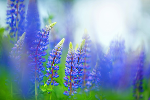 Blue Lupines (Lupinus polyphyllus) in perennial garden. Selective focus and shallow depth of field.