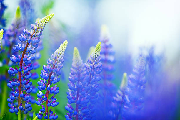 blue lupines - summer flower head beautiful nature stock-fotos und bilder