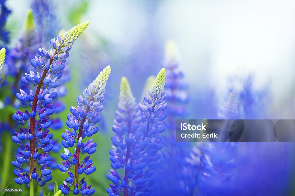 Blue lupines Blue Lupines (Lupinus polyphyllus) in perennial garden. Flower Stock Photo