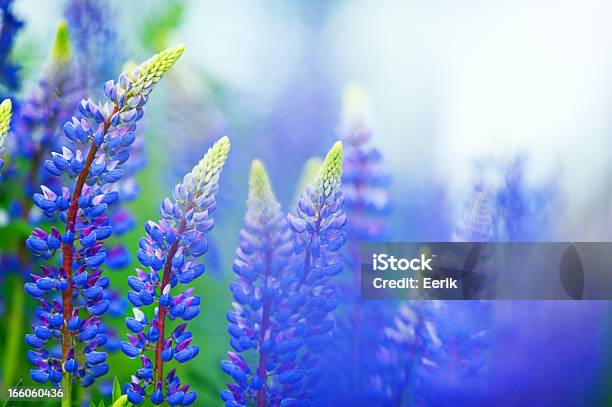 Blue Lupines Stock Photo - Download Image Now - Flower, Lupine - Flower, Macrophotography