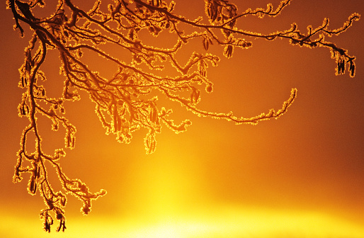 Frost covered alder tree branch against setting sun. Scanned from film.