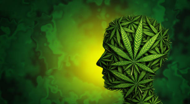 Marijuana Health risks Marijuana Health risks and cannabis smoking dangers with cognitive function and lung disease as a human head with weed leaves as recreational pot or herbal medicine patient and effects on psychology in a 3D illustration style. cannabinoid stock pictures, royalty-free photos & images
