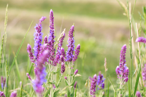 Sage blooming in the garden. Wild glade in nature. Summer landscape. medicinal flowers Sage blooming in the garden. Wild glade in nature. summer landscape sofe stock pictures, royalty-free photos & images