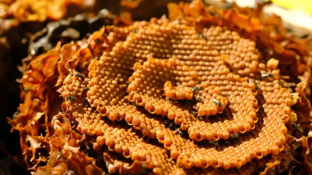 Sugarbag Bee or Tetragonula Carbonaria is a stingless bee, endemic to the north-east coast of Australia.