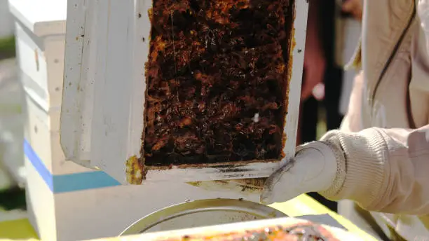 To extract honey by grinding or pulverizing its beehives and pouring.