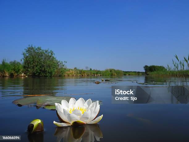 Nenúfar - Fotografias de stock e mais imagens de Nenúfar - Nenúfar, Lótus, Água