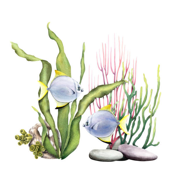 istock Underwater composition with corals and exotic fishe. Watercolor illustration isolated on white background for clip art, cards, decor, package 1660671230