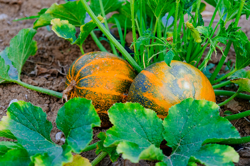 Photo about garden pumpkins and natural gardening