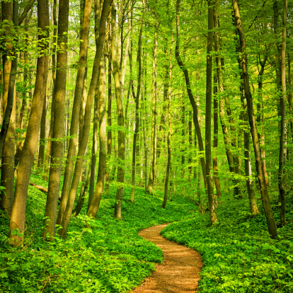 Romantic Forest Path 