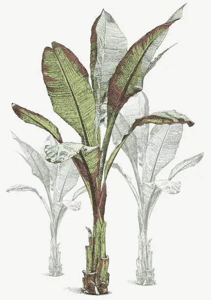 Vector illustration of Banana Plant
