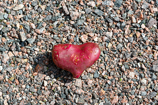 Cherie potato in the form of a red hart Kumla Sweden august 27 2023