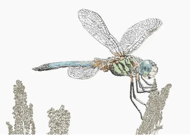 Vector illustration of Dragonfly Insect