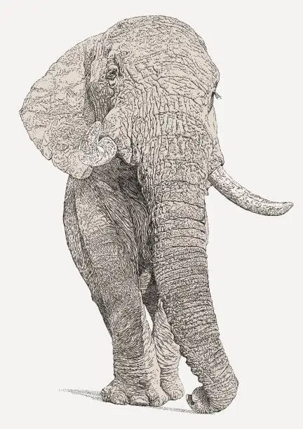Vector illustration of African elephant