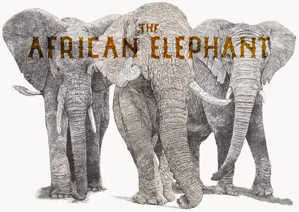 Vector illustration of African elephants