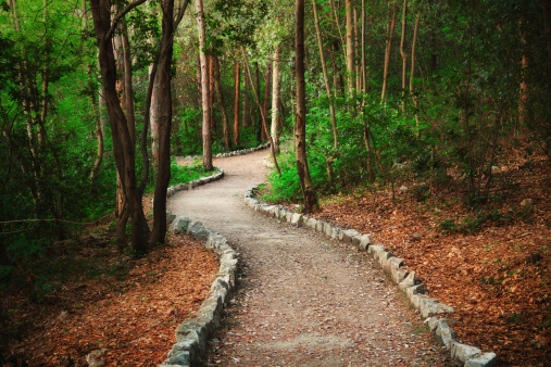 Idyllic path through the forest.