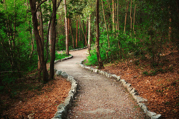 caminho de floresta - stone walkway imagens e fotografias de stock
