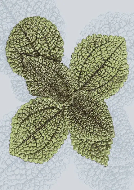 Vector illustration of Moon Valley Pilea Mollis House Plant