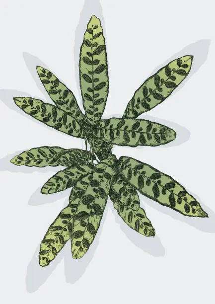 Vector illustration of Rattlesnake House Plant