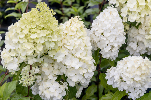 Luxurious hydrangea paniculata in the garden close-up. . High quality photo