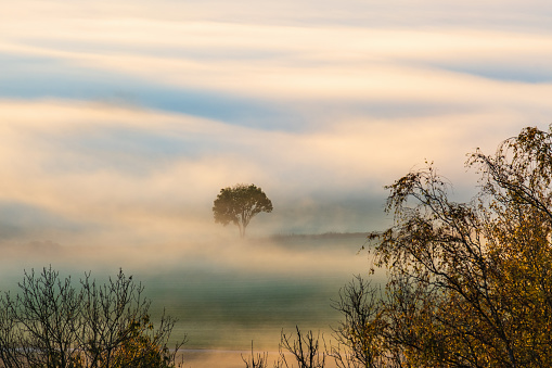Single tree on a field a misty morning