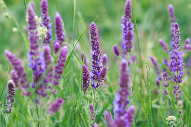 Sage blooming in the garden. Wild glade in nature. Summer landscape. medicinal flowers Sage blooming in the garden. Wild glade in nature. summer landscape sofe stock pictures, royalty-free photos & images