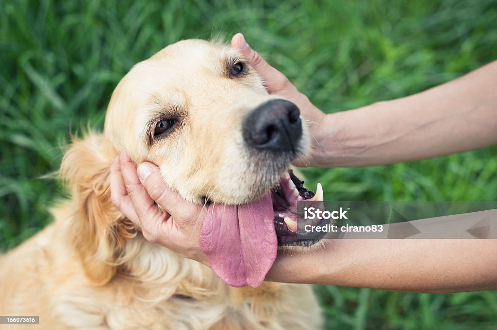 Fêmea Mãos segurando a cabeça de Labrador Dourado - Foto de stock de Cão royalty-free