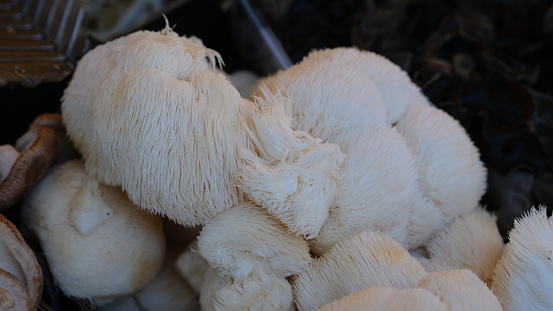 Hericium erinaceus also known as Lions Mane, yamabushitake, satyrs beard, monkeys head, bearded tooth.